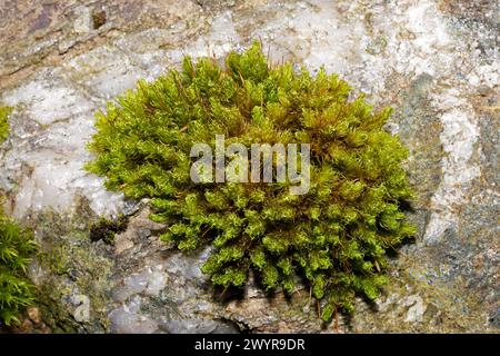 Ptychomitrium polyphyllum (Greater Pincushion) est une mousse que l'on trouve sur les roches exposées principalement acides. Il semble être principalement confiné à l'Europe. Banque D'Images