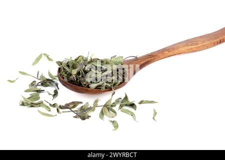 Feuilles de thym séchées dans une cuillère en bois sur fond blanc. Assaisonnement pour aliments. Banque D'Images