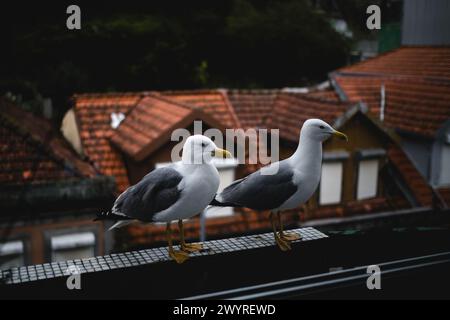 Mouettes perchées sur le balcon. Banque D'Images