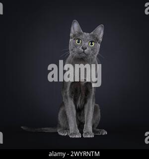 Joli chaton chat Korat adulte, assis face à l'avant. Je regarde la caméra avec de grands yeux. Isolé sur fond noir. Banque D'Images