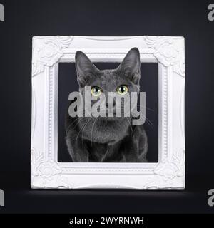 Joli chaton chat Korat adulte, assis à travers le cadre photo blanc. Je regarde la caméra avec de grands yeux. Isolé sur fond noir. Banque D'Images