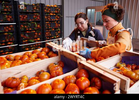 Chercheurs Azti-Tecnalia, projet Cleanfeed (prévention de la production et de la réutilisation des déchets végétaux pour l'alimentation animale), marché de gros des fruits et légumes Mercabilbao, Basauri, Bilbao, Biscaia, Euskadi, Espagne. Banque D'Images