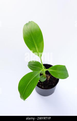 Jeune germe vert de la plante Musa acuminata var. zebrina, également connu sous le nom de sang banana.in un petit pot. isolé sur fond blanc Banque D'Images