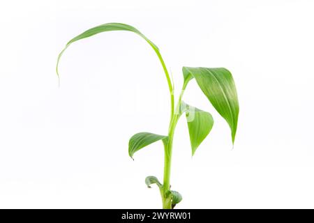 Jeune germe vert de la plante Musa acuminata var. zebrina, également connu sous le nom de sang banana.in un petit pot. isolé sur fond blanc Banque D'Images