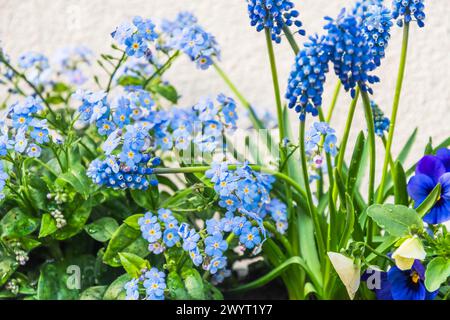 Gros plan de forgetmenots bleus, mini jacinthes et pansies violettes et blanches Banque D'Images
