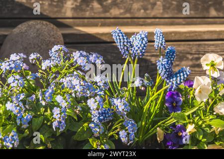 Oubliettes bleues, mini jacinthes et pansies sur fond de bois. Banque D'Images