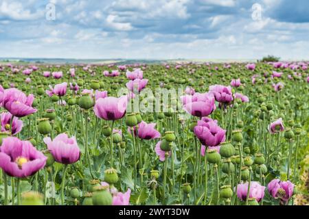 Champ de pavot à opium rose, également appelé coquelicots de graines de pain, un après-midi de printemps nuageux Banque D'Images