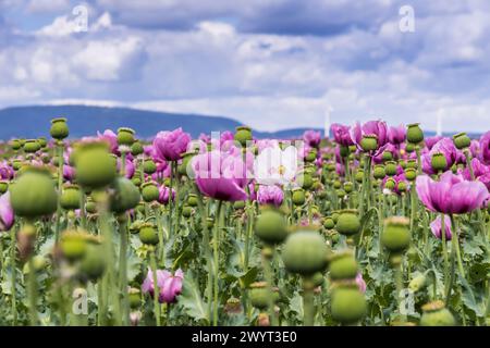 Champ de pavot à opium rose, également appelé coquelicots de graines de pain, un après-midi de printemps nuageux Banque D'Images