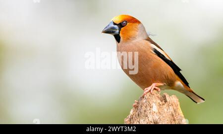 Hawfinch, Coccothraustes occothraustes, forêt méditerranéenne, Castilla y Leon, Espagne, Europe Banque D'Images