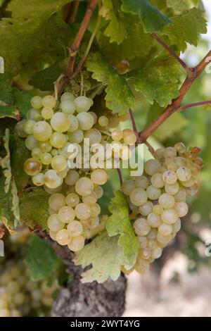 Vignobles près de Laguardia. Rioja Alavesa, Álava, Euskadi, Espagne. Banque D'Images