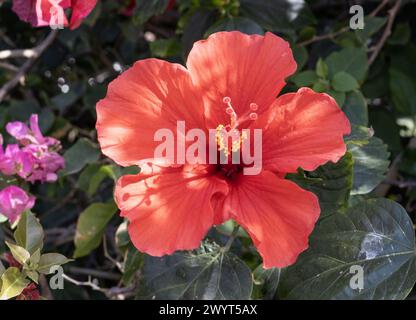 Fleur d'hibiscus rouge éclatante, gros plan Banque D'Images
