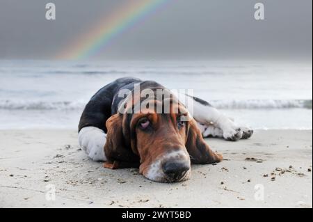 Basset Hound séjournant sur la plage en été Banque D'Images