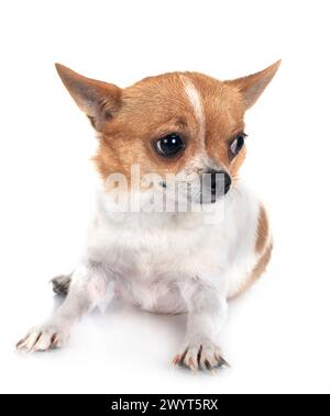 Peu chihuahua in front of white background Banque D'Images