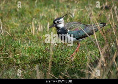 Lapwing (Vanellus vanellus), au RSPB Loch Leven, Perthshire, Écosse, Royaume-Uni. Banque D'Images