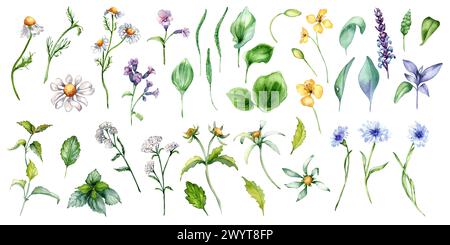 Collection de différentes fleurs médicinales à l'aquarelle isolée sur blanc. Plantes à base de plantes dans le croquis botanique. Plantain, ortie, lungwort, célandine Banque D'Images