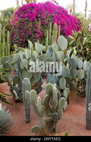 Jardin Majorelle, Marrakech, Maroc. Banque D'Images