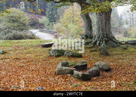 Beechwood, Parc naturel de Gorbea. Álava-Biscaye, Euskadi, Espagne. Banque D'Images