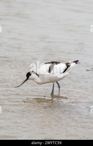 Avocet (Recurvirostra avosetta), oiseau seul debout dans les eaux peu profondes, île de Sheppey, Kent, Angleterre, Royaume-Uni Banque D'Images