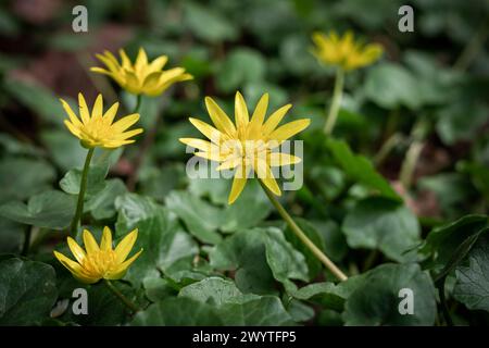 Gros plan de fleurs de petite célandine jaune (Ficaria verna) fleurissant au printemps. Banque D'Images