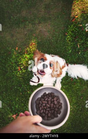 Chien est assis sur l'herbe à l'extérieur, tandis que son propriétaire tient un bol de nourriture devant lui, prêt à être nourri. Banque D'Images