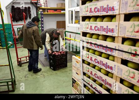 Fruits et légumes Mercabilbao, marché de gros de Basauri, Bilbao, Biscaye, Pays Basque, Espagne. Banque D'Images