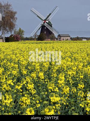 08 avril 2024, Mecklembourg-Poméranie occidentale, Rövershagen : le colza commence à fleurir dans un champ devant le moulin à vent historique. Photo : Bernd Wüstneck/dpa Banque D'Images