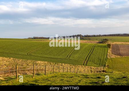 Vue sur les champs de cultures dans les South Downs, au début du printemps Banque D'Images