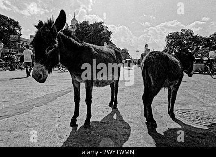 Vintage Noir et blanc photo de deux ânes à Charminar Hyderabad désaccord deux animaux Telang Inde Asie. Banque D'Images