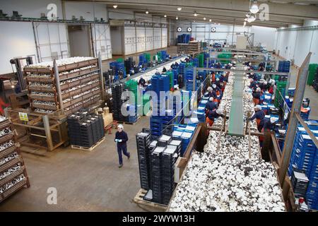 Collection de champignons, champignon de butte, Agaricus bisporus, Agroalimentaire, Ayecue frais, Grupo Riberebro, Autol, la Rioja, Espagne. Banque D'Images