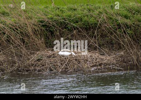 Œufs en incubation de cygne muet sur le nid de roseau, River Cam, Milton, Cambridgeshire, Angleterre, ROYAUME-UNI Banque D'Images