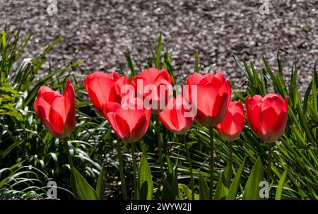 Le soleil brille à travers les pétales de tulipes rouges Banque D'Images