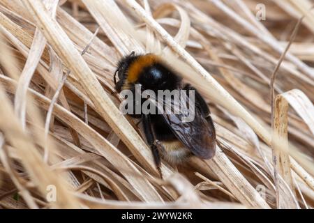 Bourdon du sud du coucou (Bombus vestalis), Hampshire, Angleterre, Royaume-Uni, en avril ou au printemps Banque D'Images