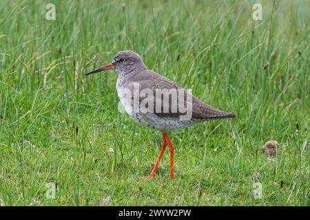 Oiseau roussard commun (Tringa totanus) dans les marais de la réserve naturelle d'Elmley, île de Sheppey, Kent, Angleterre, Royaume-Uni, au printemps Banque D'Images