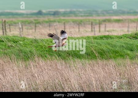 Marsh harrier (Circus auruginosus) chasse ou survole les marais de la réserve naturelle d'Elmley sur l'île de Sheppey, Kent, Angleterre, Royaume-Uni Banque D'Images