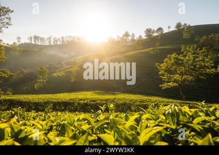 Beau lever de soleil sur des collines avec des plantations de thé près de Haputale au Sri Lanka. Banque D'Images
