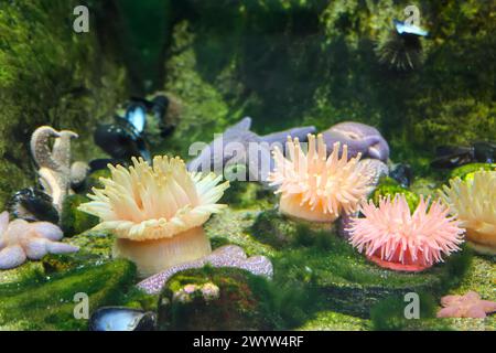 Seastars et anémones collés à un rocher dans l'aquarium océanique Banque D'Images