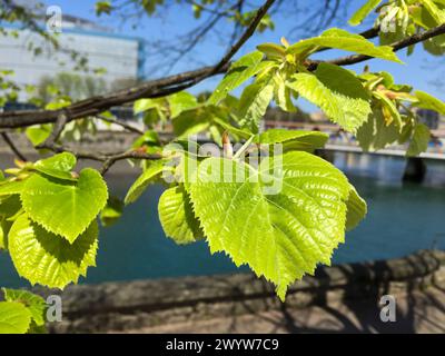 Feuilles d'arbre nouveau-né, Donostia, Saint-Sébastien, Gipuzkoa, pays Basque, Espagne. Banque D'Images