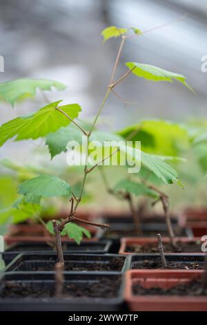 Semis de vigne de raisin avec des feuilles vertes dans un pot en plastique noir dans une pépinière de plantes, soft focus sélectif Banque D'Images