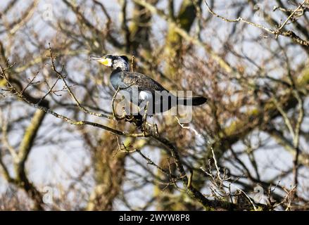 Un grand cormoran, Phalacrocorax carbo prenant une cacahuète à Ambleside, Lake District, Royaume-Uni. Banque D'Images