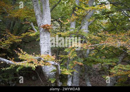 Beechwood, Parc naturel de Gorbea. Álava-Biscaye, Euskadi, Espagne. Banque D'Images