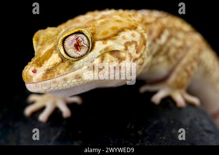 Albinos Ocelot gecko (Paroedura picta) Banque D'Images