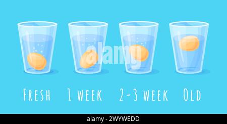 Test de fraîcheur des œufs. Tester des oeufs de poule frais flottant dans un verre d'eau, science physique expérience de flottabilité infographie cuisine nourriture bonne mauvaise nutrition, illustration vectorielle soignée de l'oeuf d'essai frais Illustration de Vecteur
