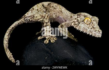 Gecko à queue de feuille moussue (Uroplatus sikorae) Banque D'Images