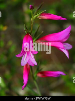 Printemps, Oeiras, Portugal. Gladiolus illyricus - gladiolus sauvage poussant à l'état sauvage dans l'oliveraie. Mise au point sélective peu profonde pour un effet. Arrière-plan bokeh. Banque D'Images