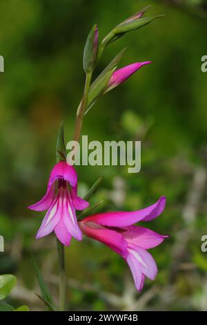 Printemps, Oeiras, Portugal. Gladiolus illyricus - gladiolus sauvage poussant à l'état sauvage dans l'oliveraie. Mise au point sélective peu profonde pour un effet. Arrière-plan bokeh. Banque D'Images