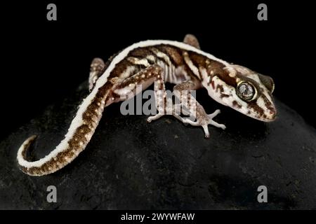 Ocelot gecko (Paroedura picta) Banque D'Images