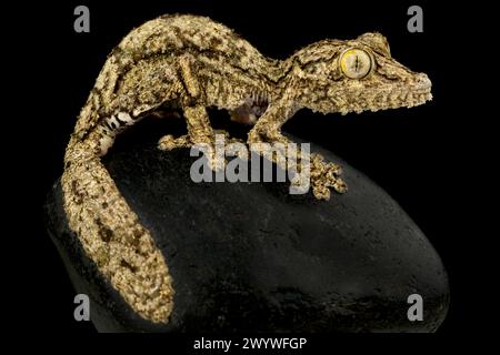 Gecko à queue feuillue australe (Uroplatus sameiti) Banque D'Images