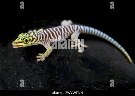 Jour de classement gecko (Phelsuma standingi) juvénile Banque D'Images