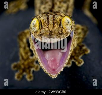 Gecko à queue feuillue australe (Uroplatus sameiti) Banque D'Images