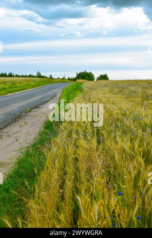 Route au milieu d'un champ de blé. Bleuets et épis de blé. Beau paysage naturel. Fourrage. Banque D'Images